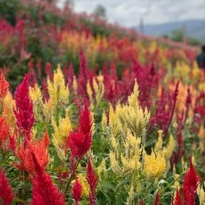 Meet your Posher, Ruth